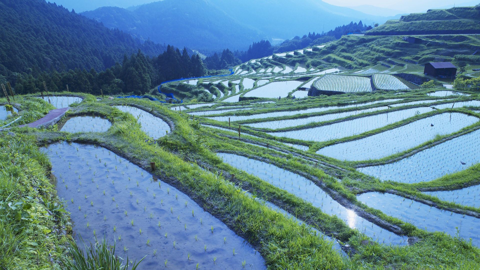 Japán rizstermesztés
